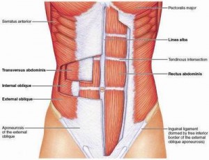Picture of Abdominal Layers